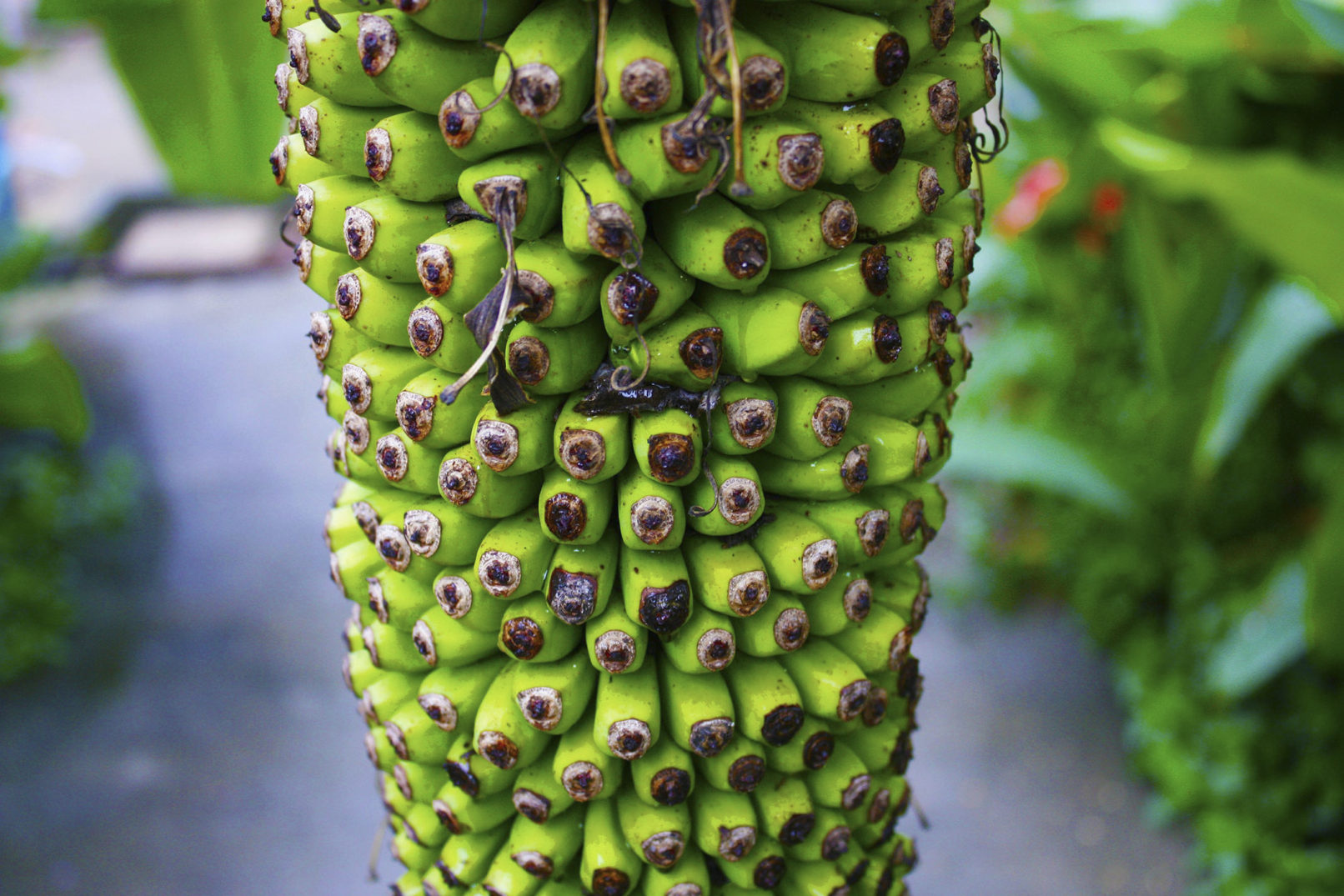 Bananas