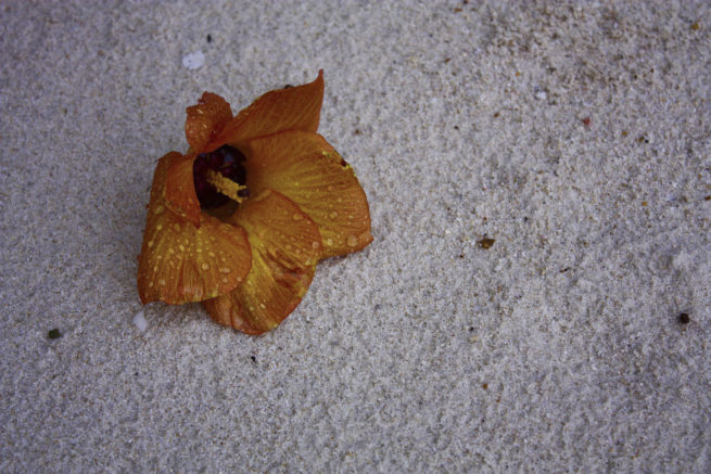 Beach Flower