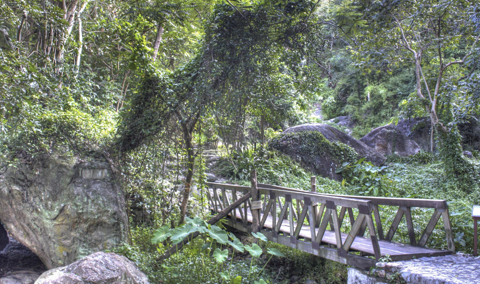 Jungle Bridge