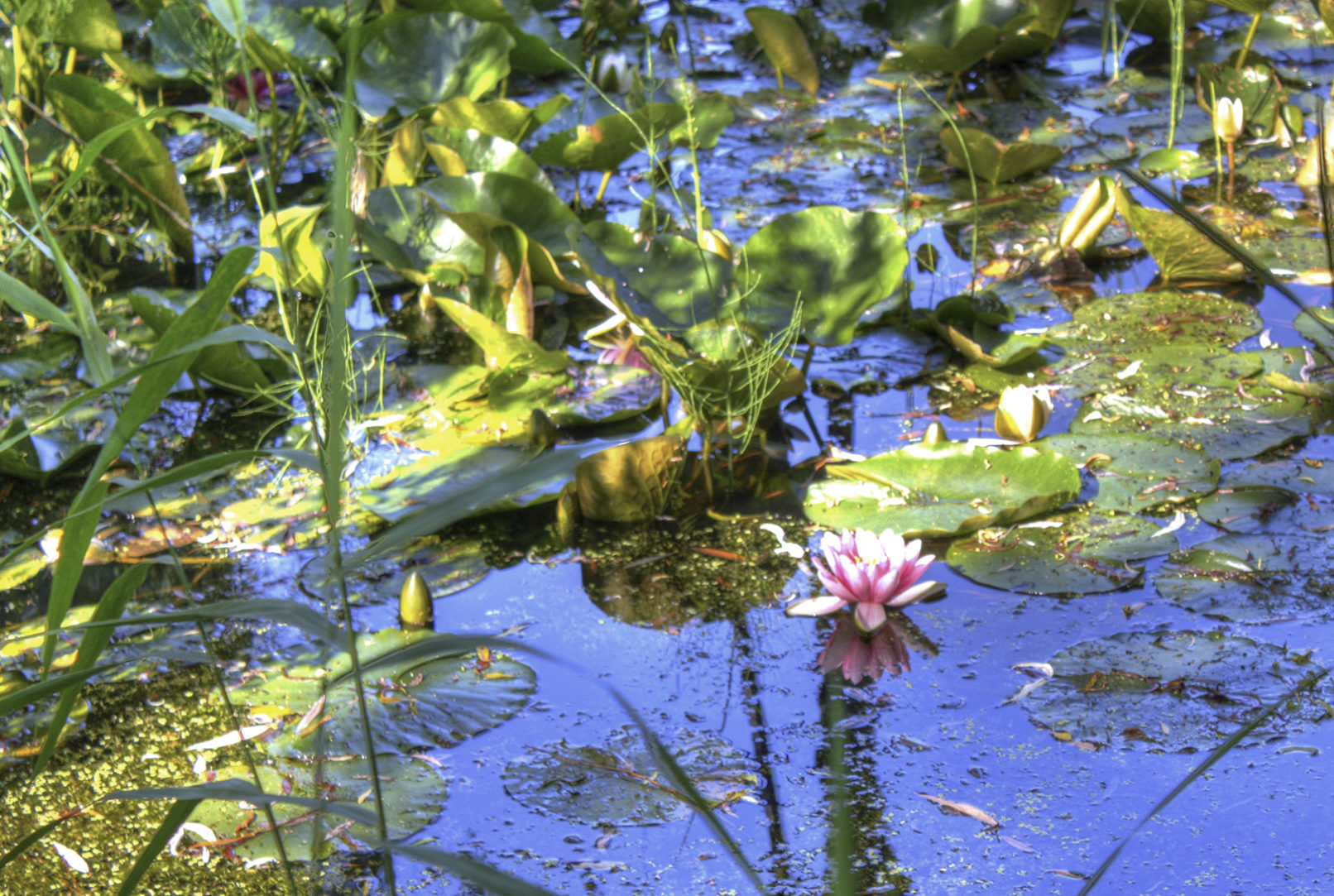 Water Lilly
