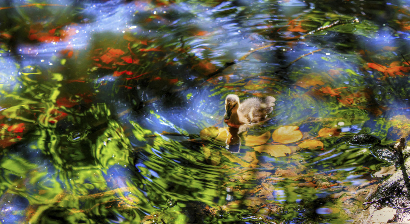 Duckling