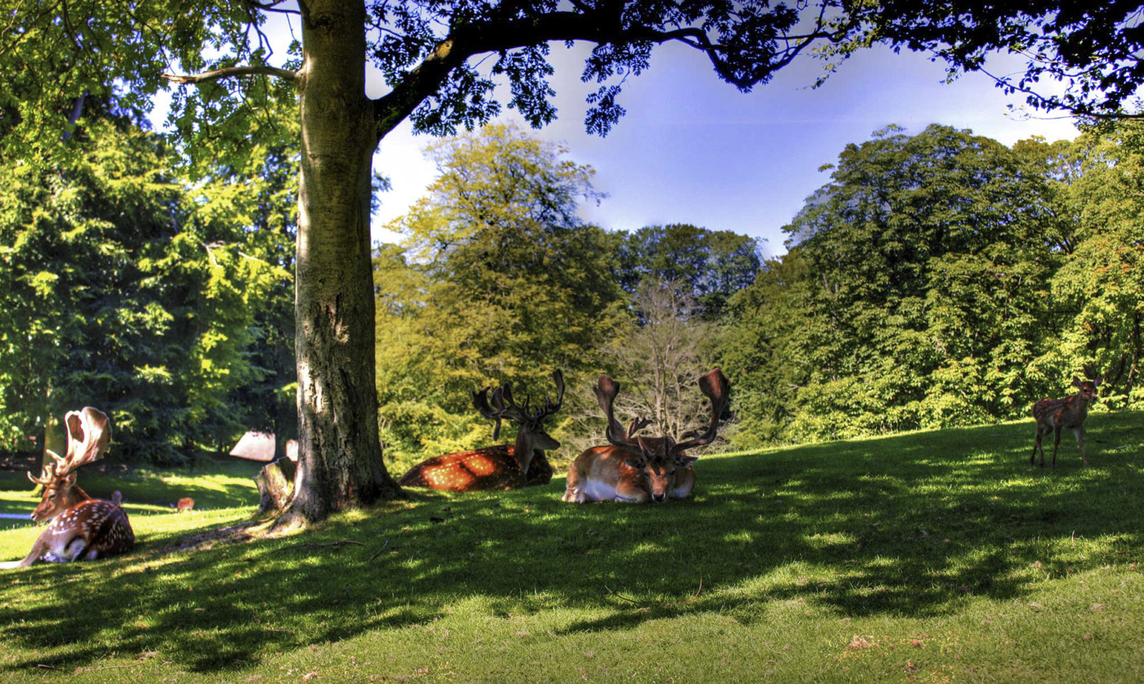 Deer