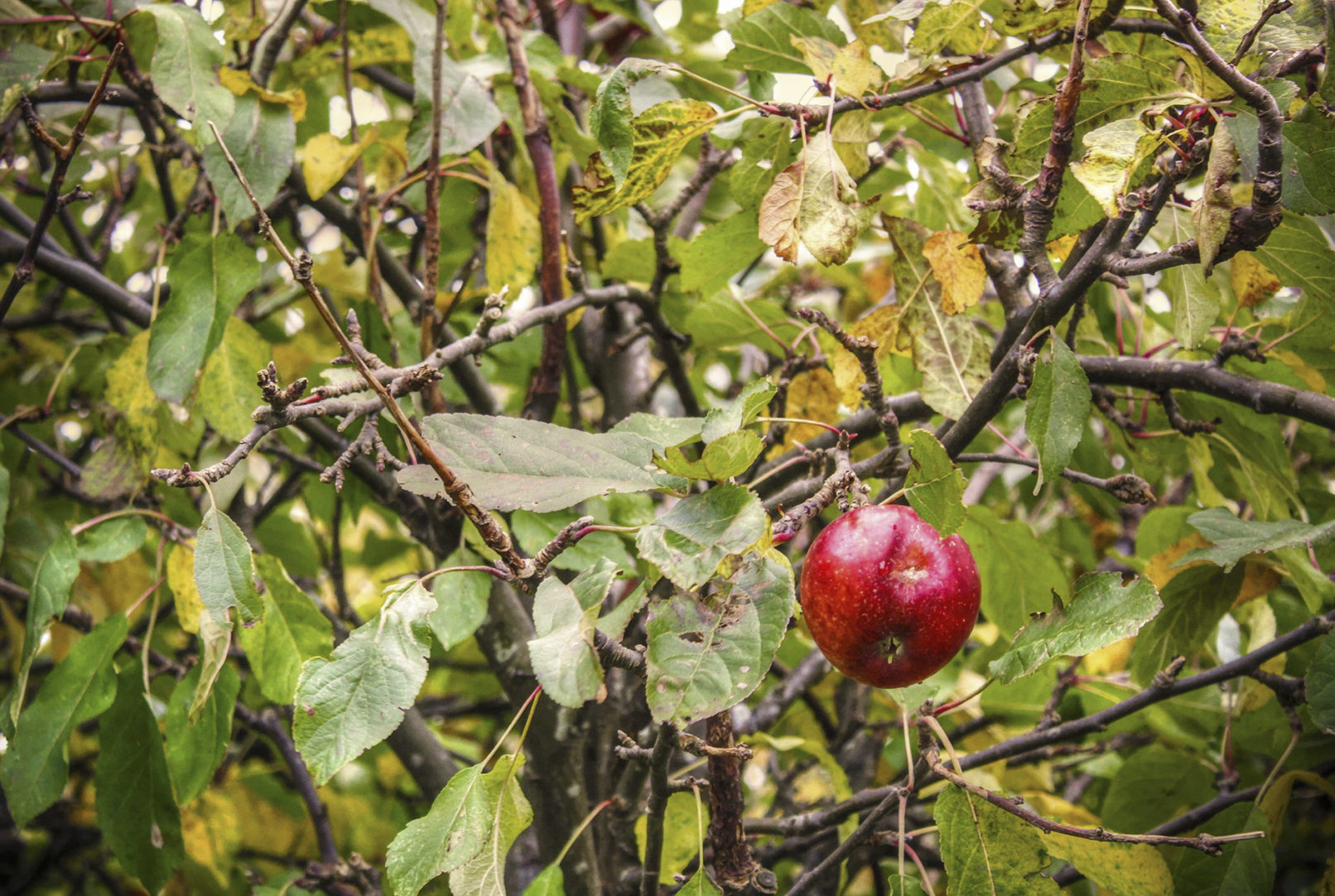 Apple