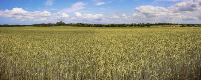 Wheat Field