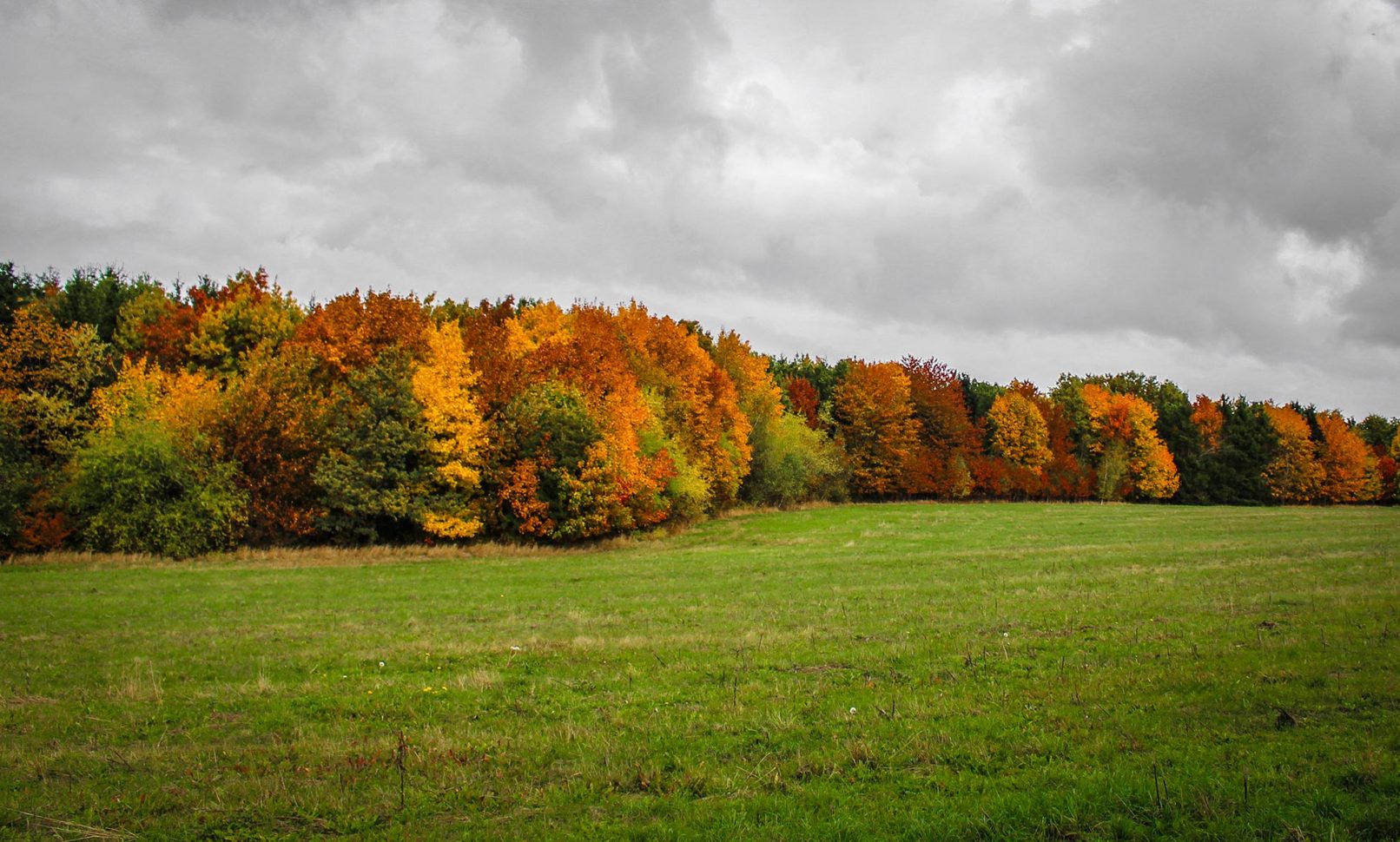 Trees in Fall