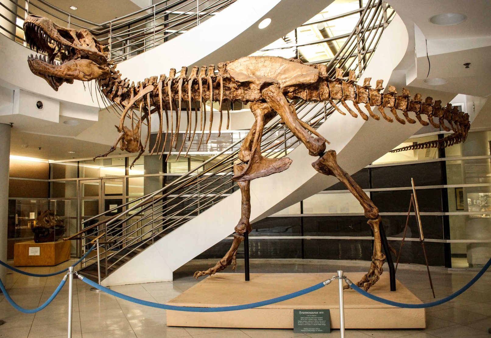 T-Rex