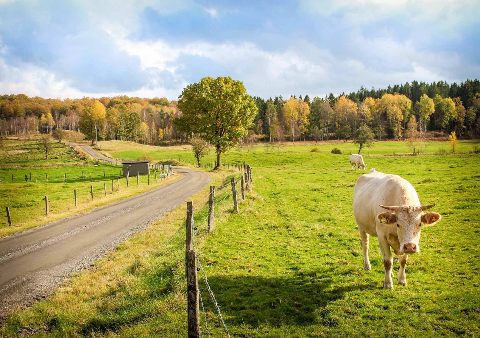 Cow