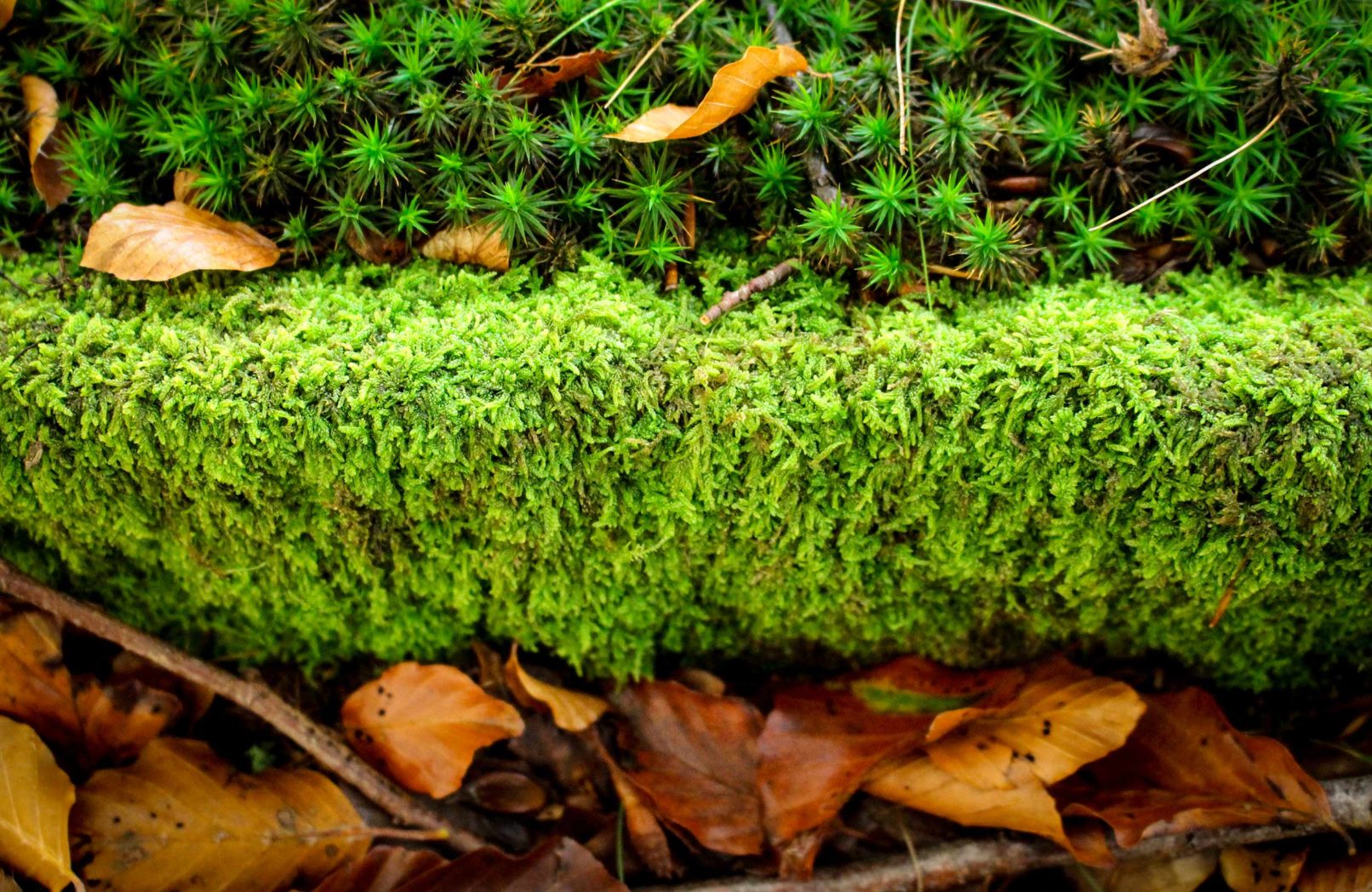 Moss