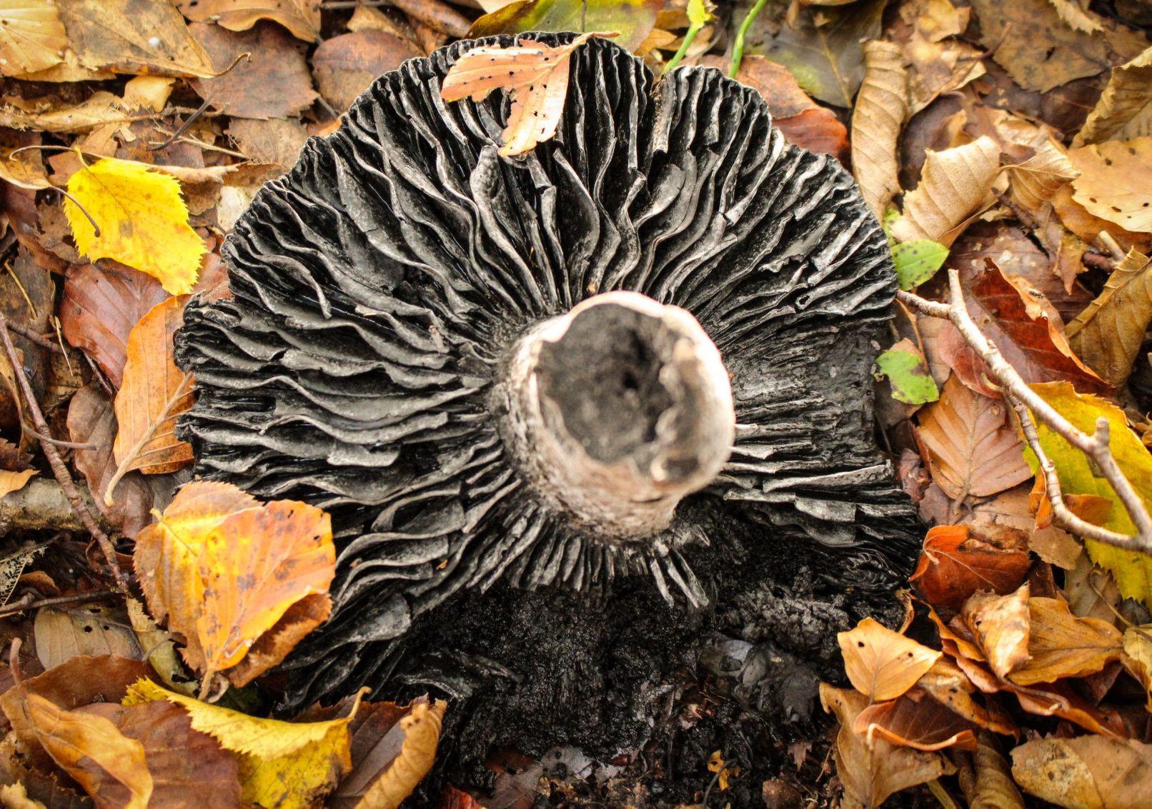 Mushroom 3
