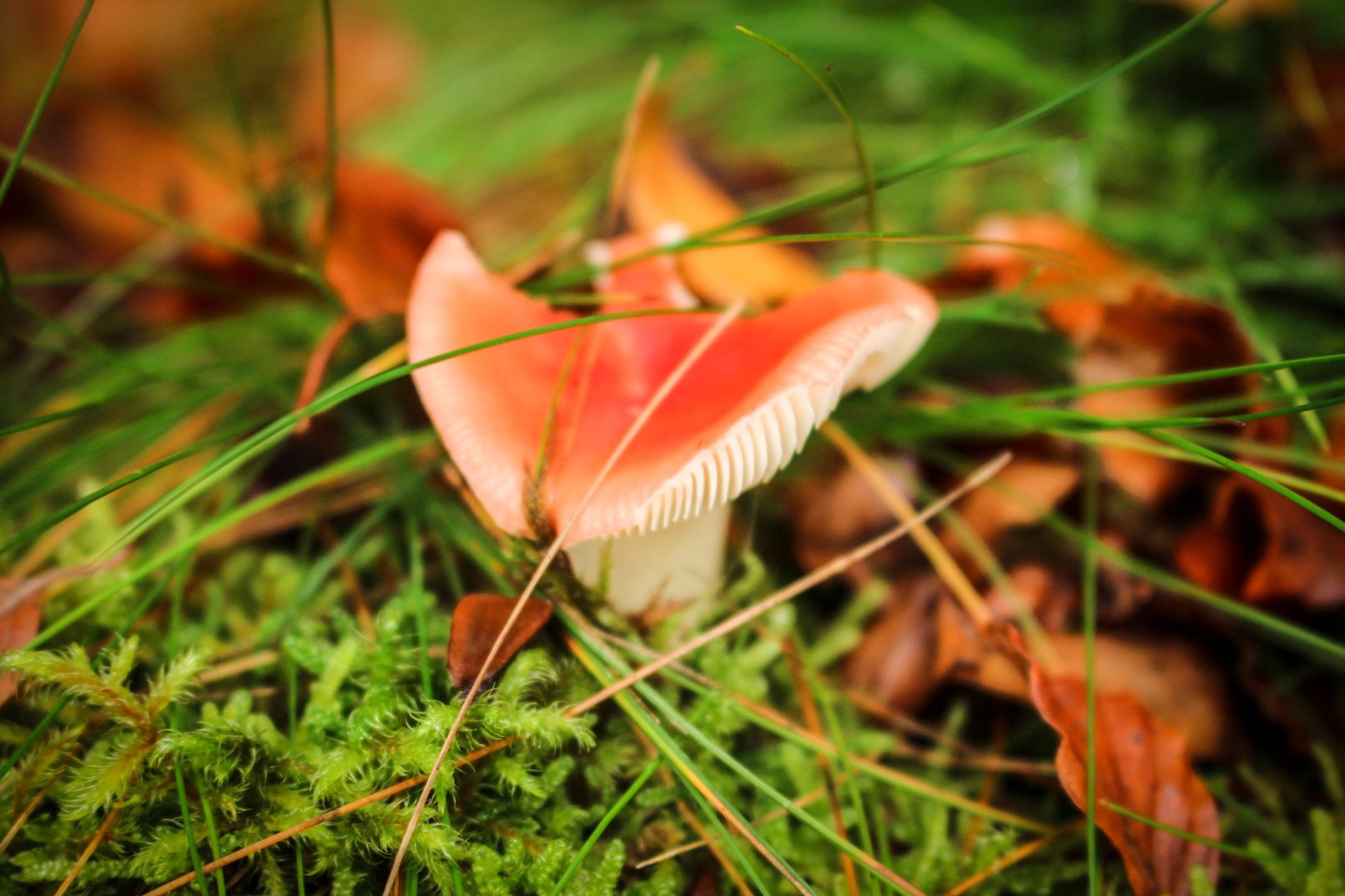 Mushroom 2
