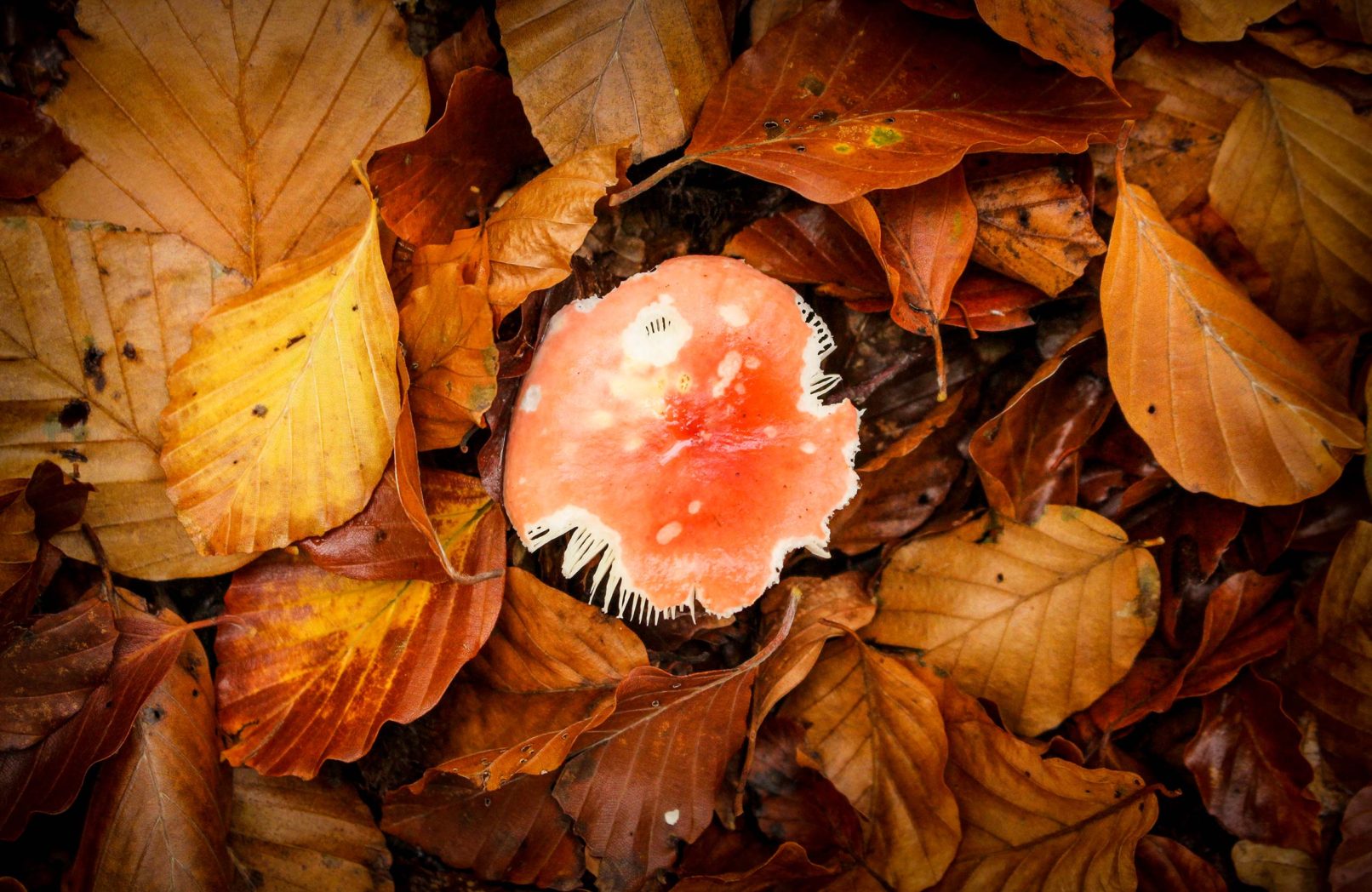 Mushroom 1