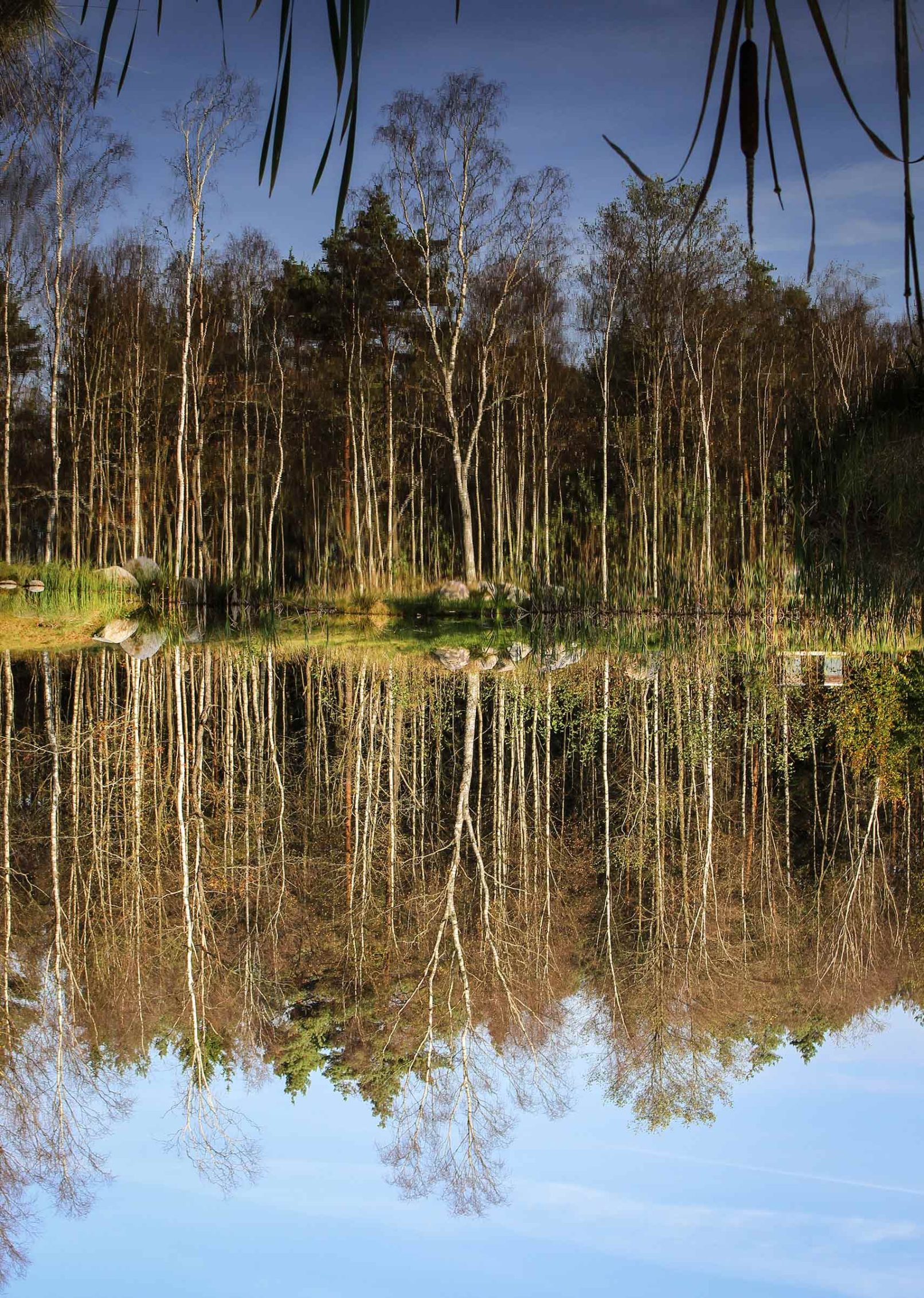 Pond Reflection