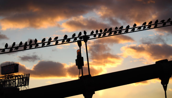 Birds on Wire