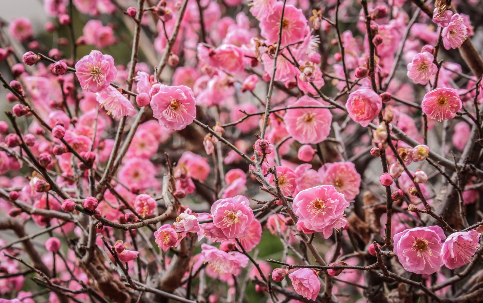 Cherry Blossom