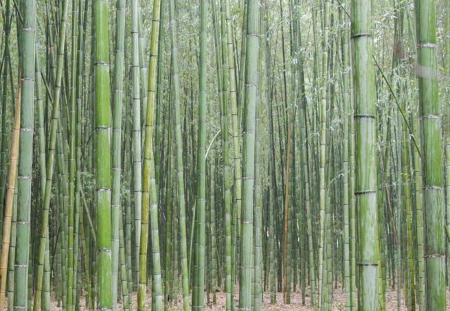 Bamboo Forest