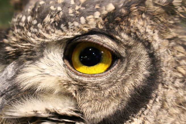 Owl's Eye