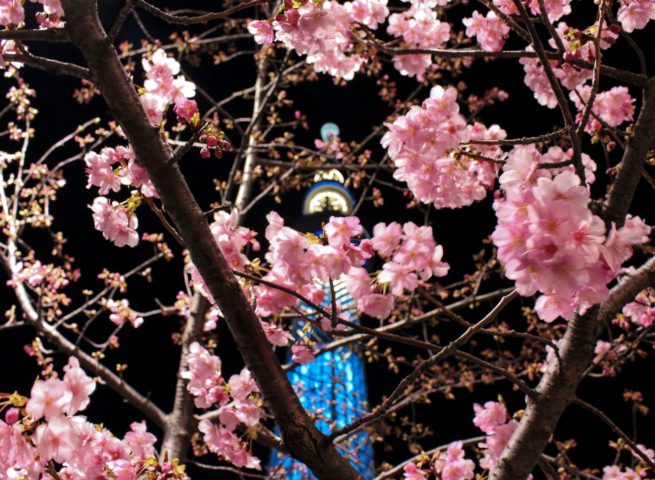 Skytree Blossom