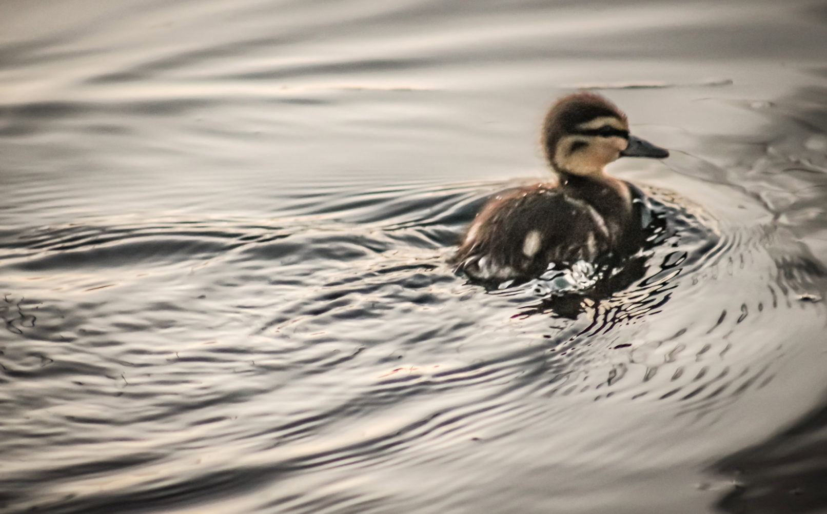 Lost Duckling