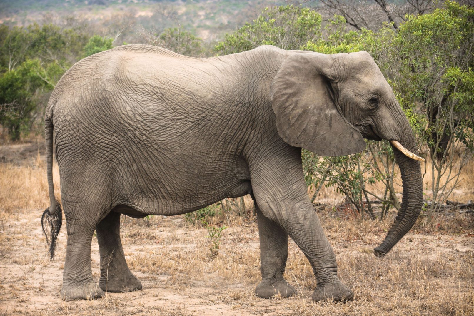 Elephant