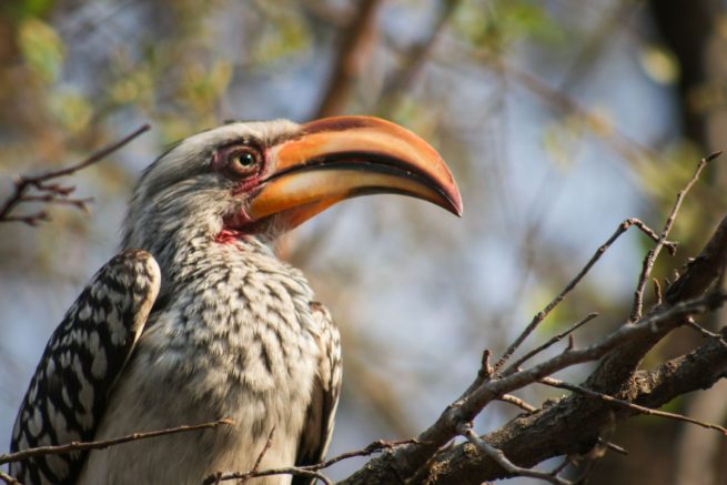 Pale-Billed Hornbill