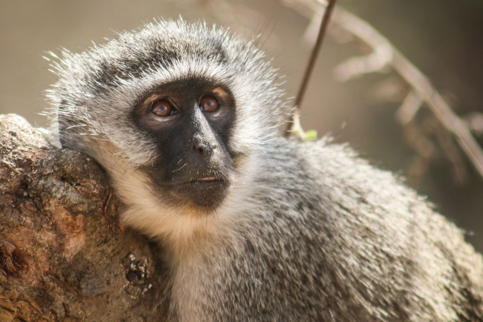 Monkey See