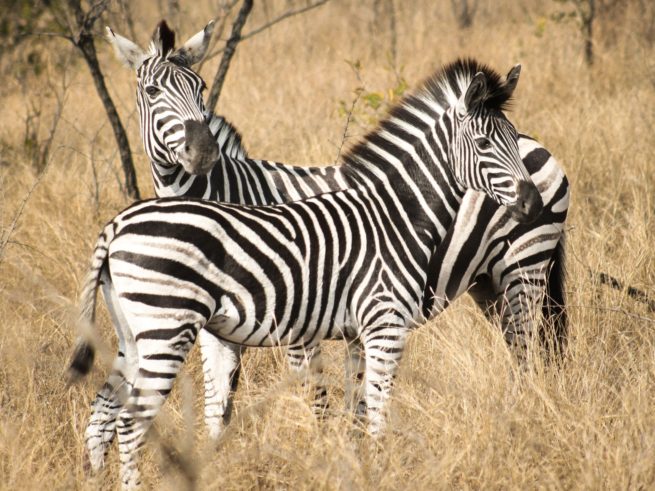 Zebras