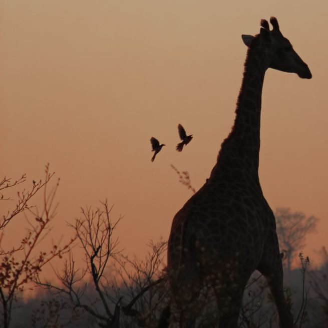 Giraffe in Sunset