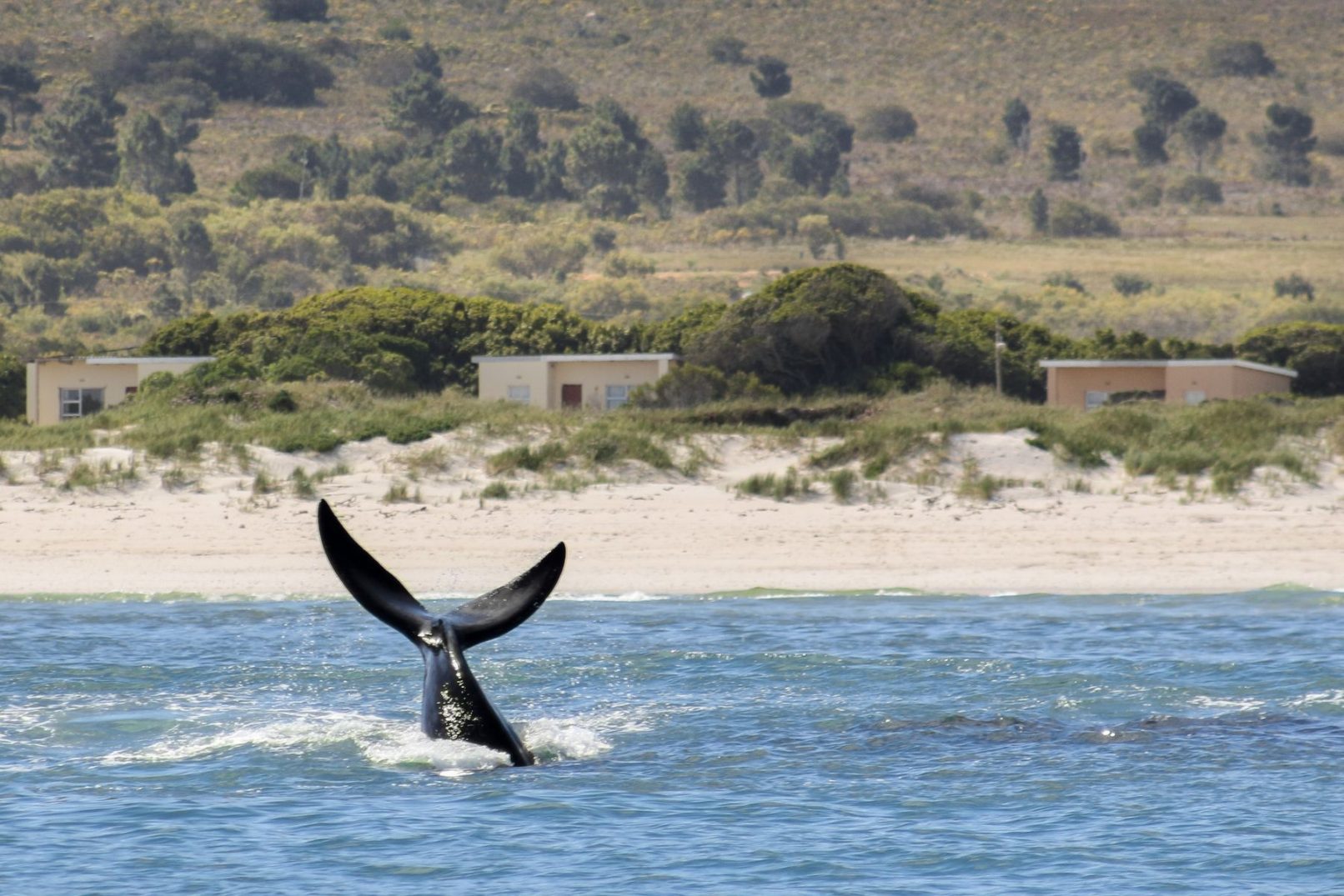 Baby Whale's Tail