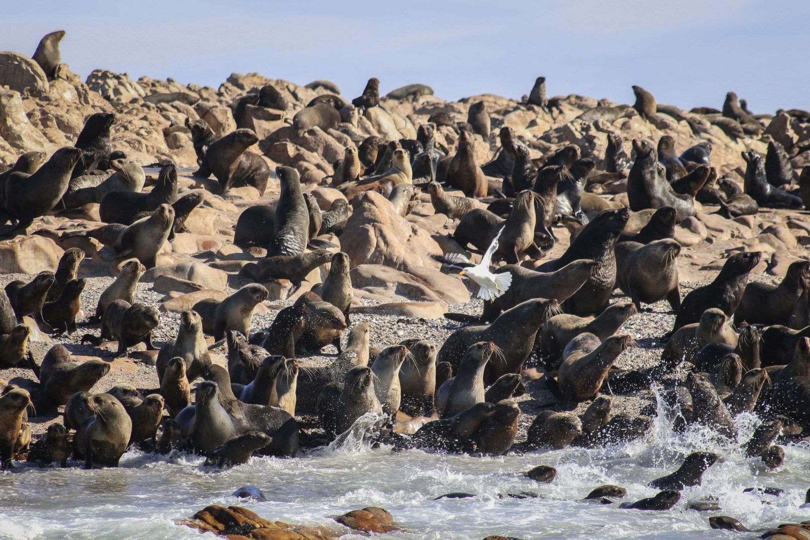 Seals