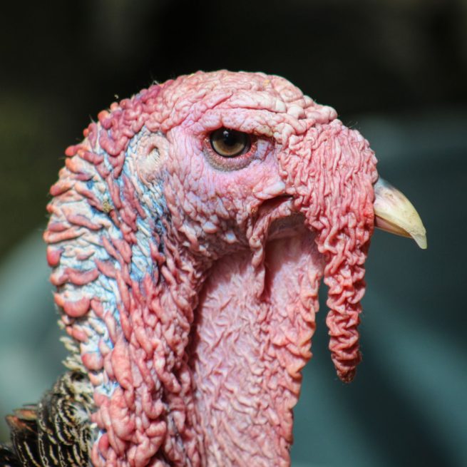 Portrait of an Ugly Bird