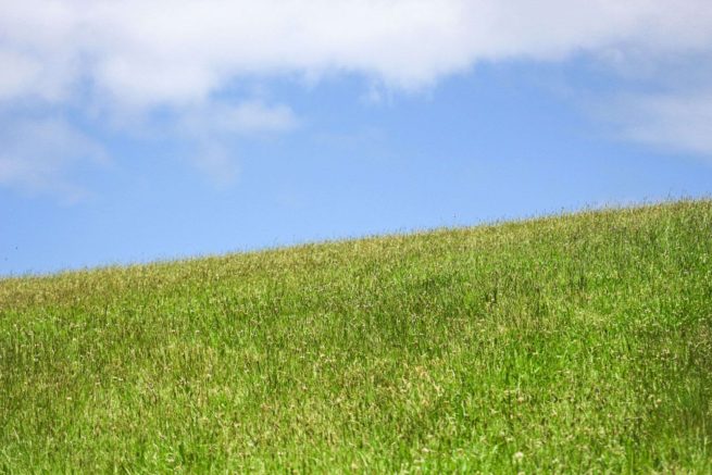 Tiritiri Matangi Grass