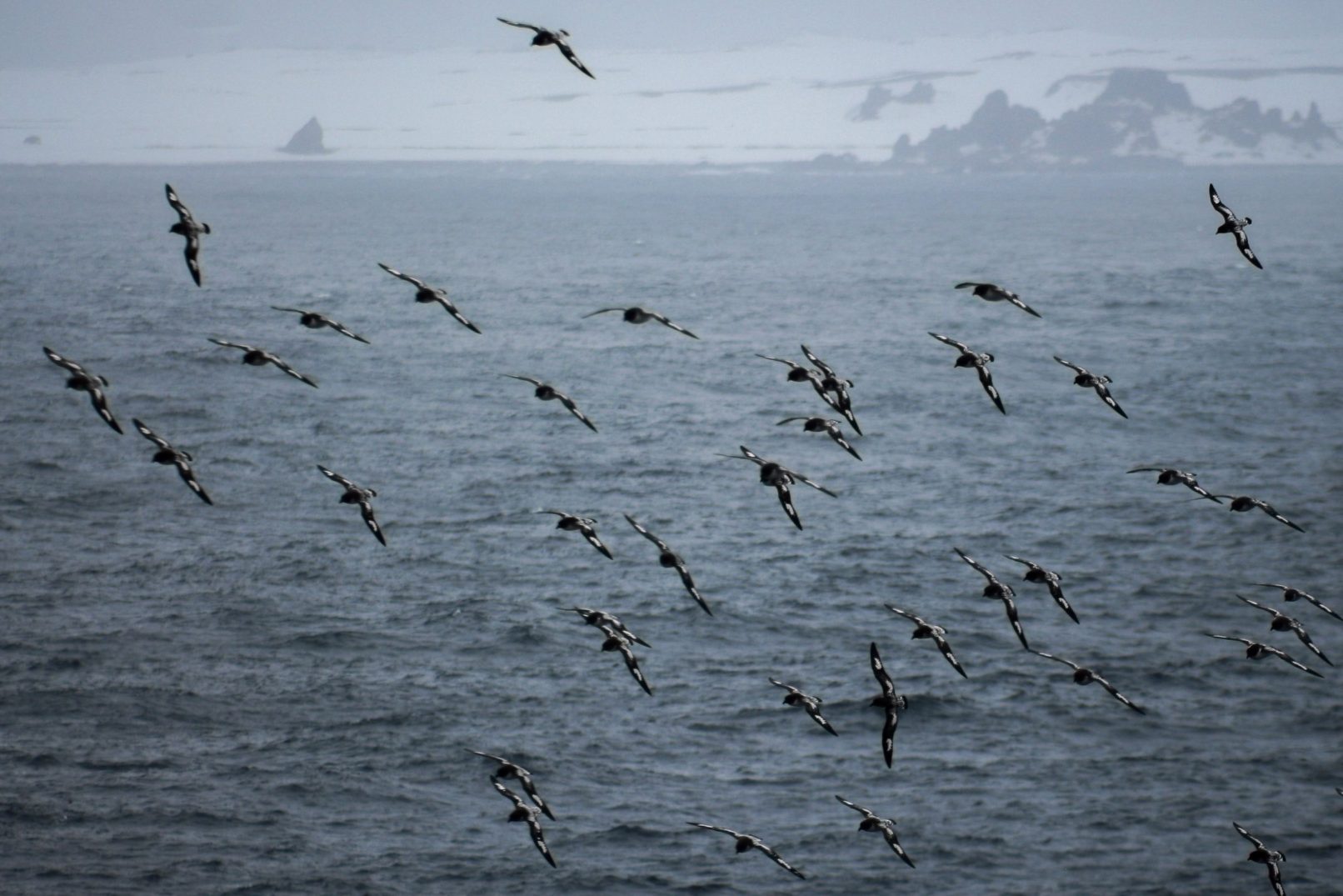 Cape Petrels