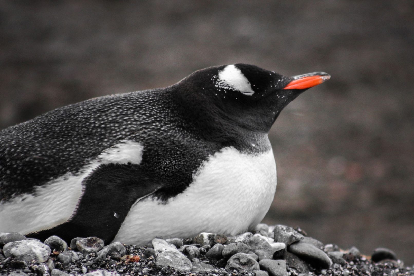 Female Gentoo Penguin
