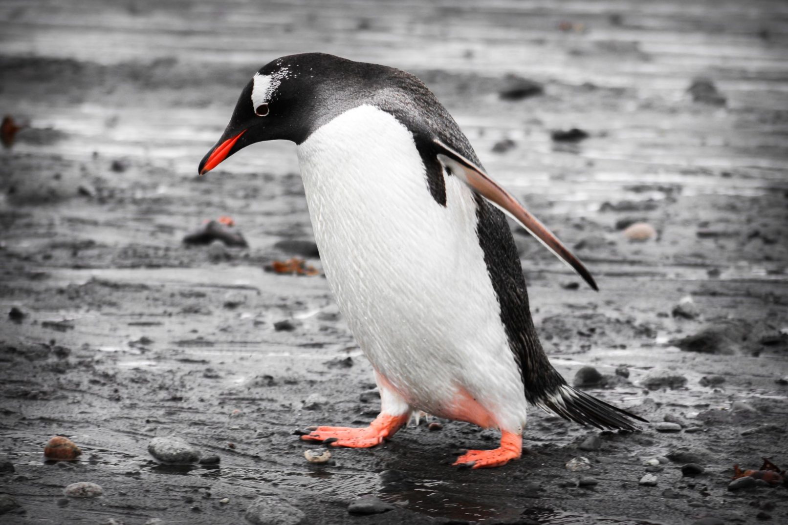 Male Gentoo Penguin