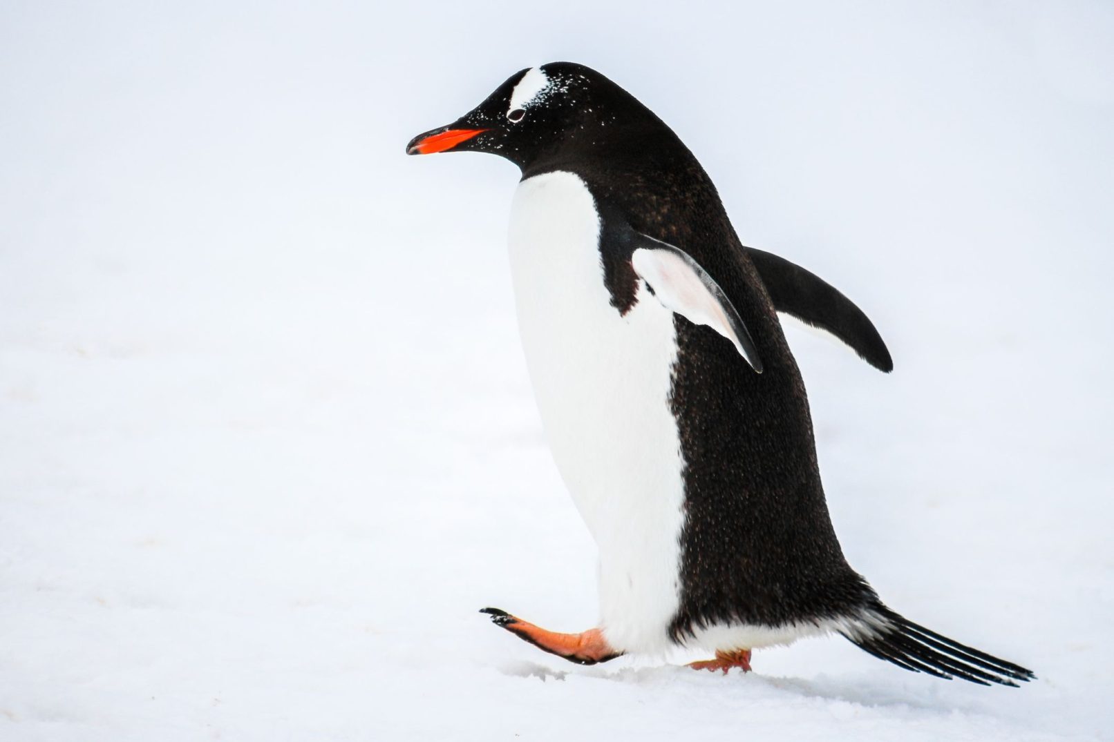 Gentoo Walking