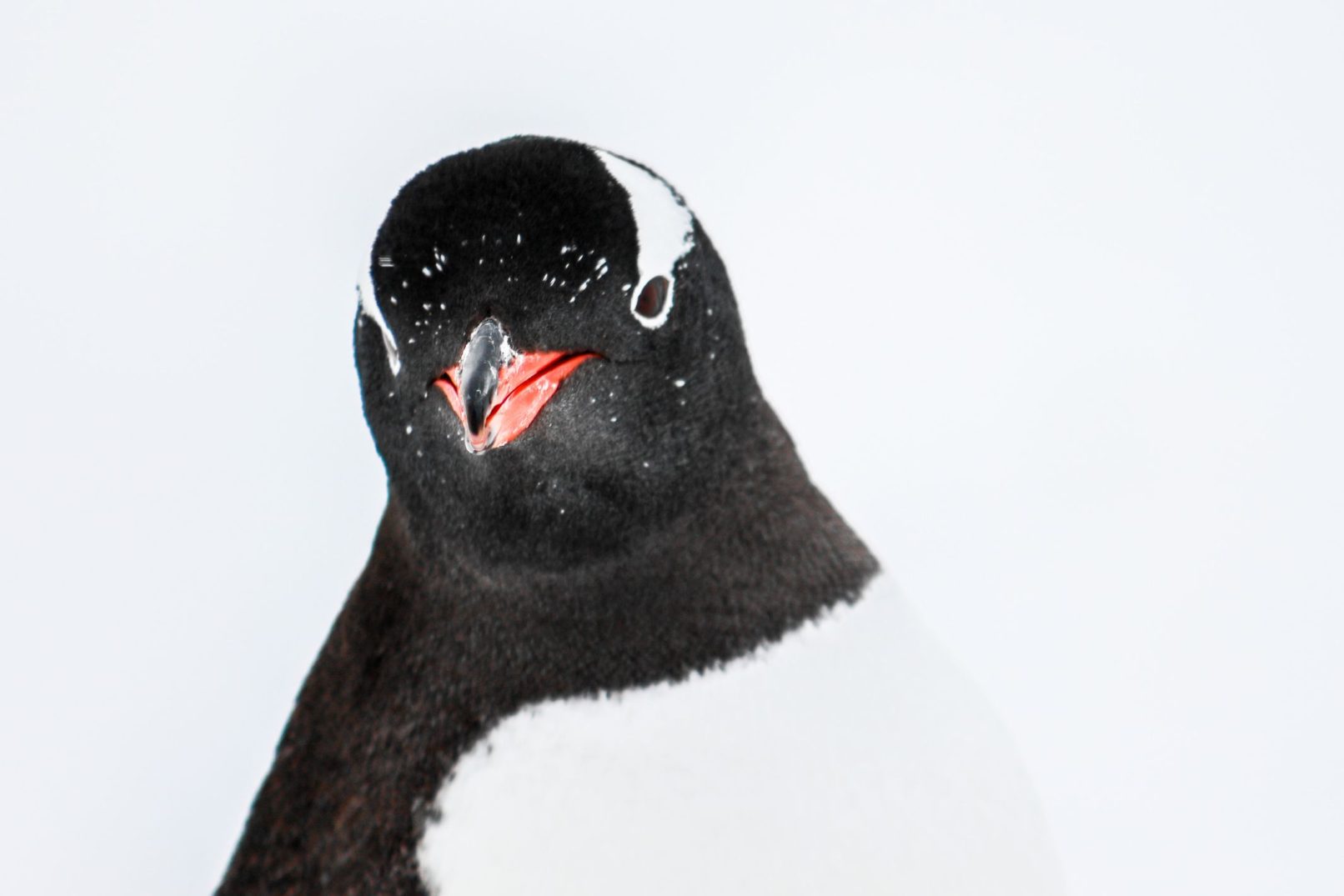 Penguin Posing