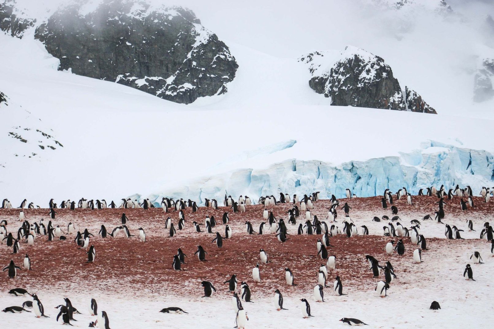 Gentoo Colony