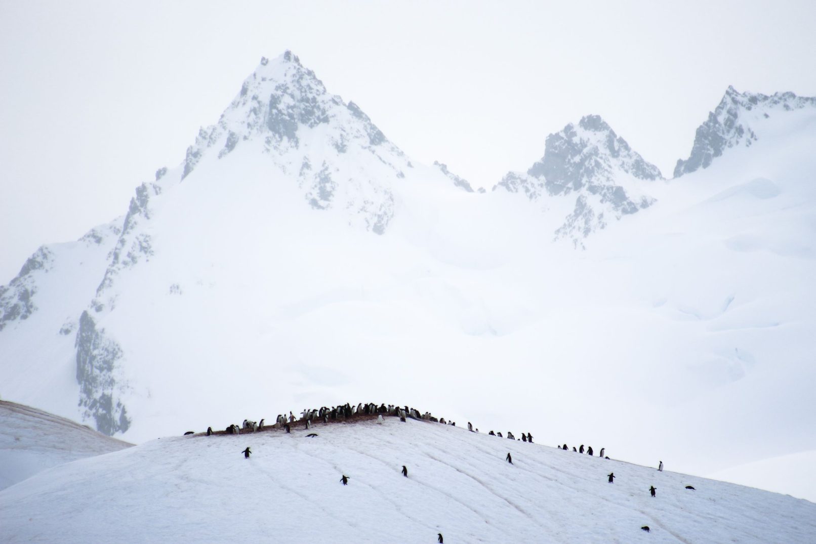 Gentoo Colony on a Hill
