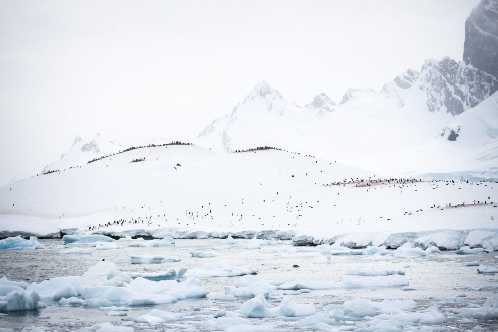 Gentoo Colonies