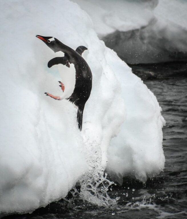 Penguin Jumping