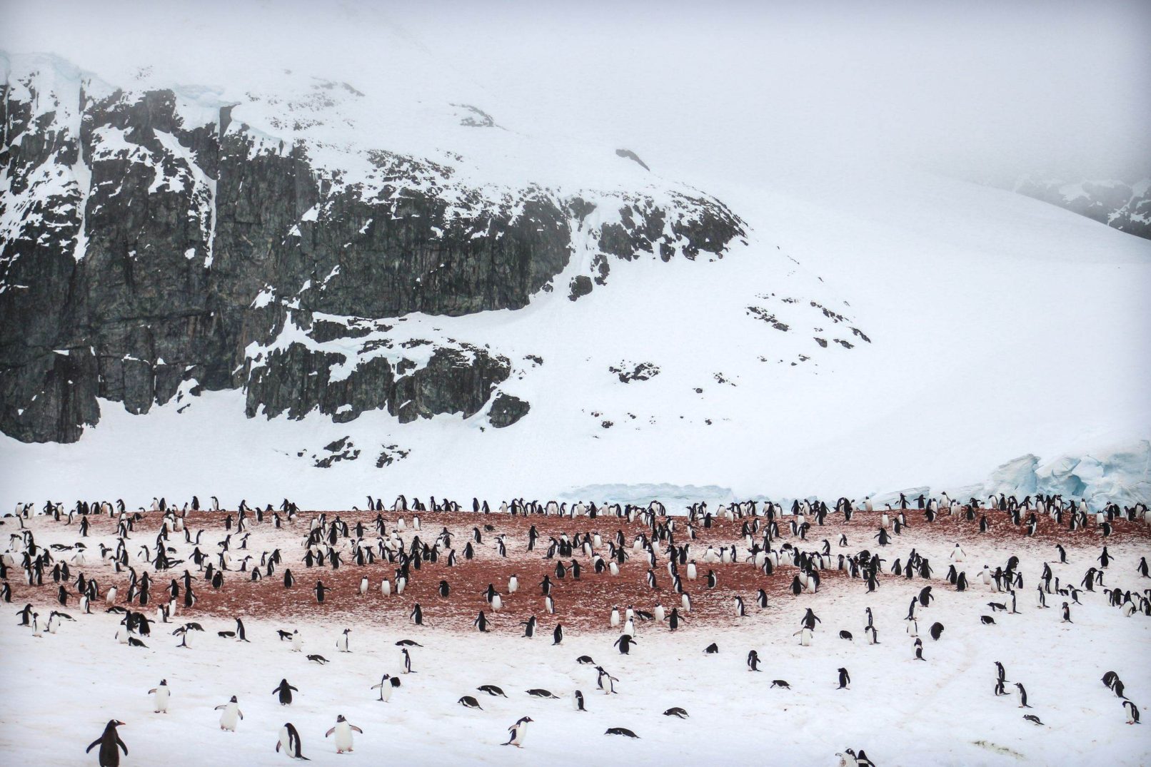 Gentoo Colony