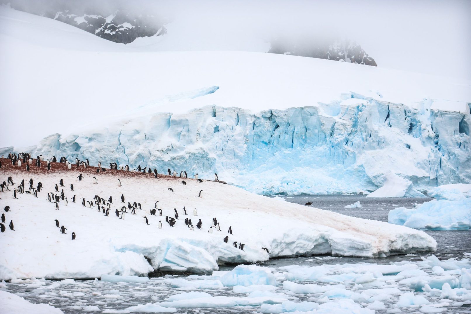 Gentoo Colony