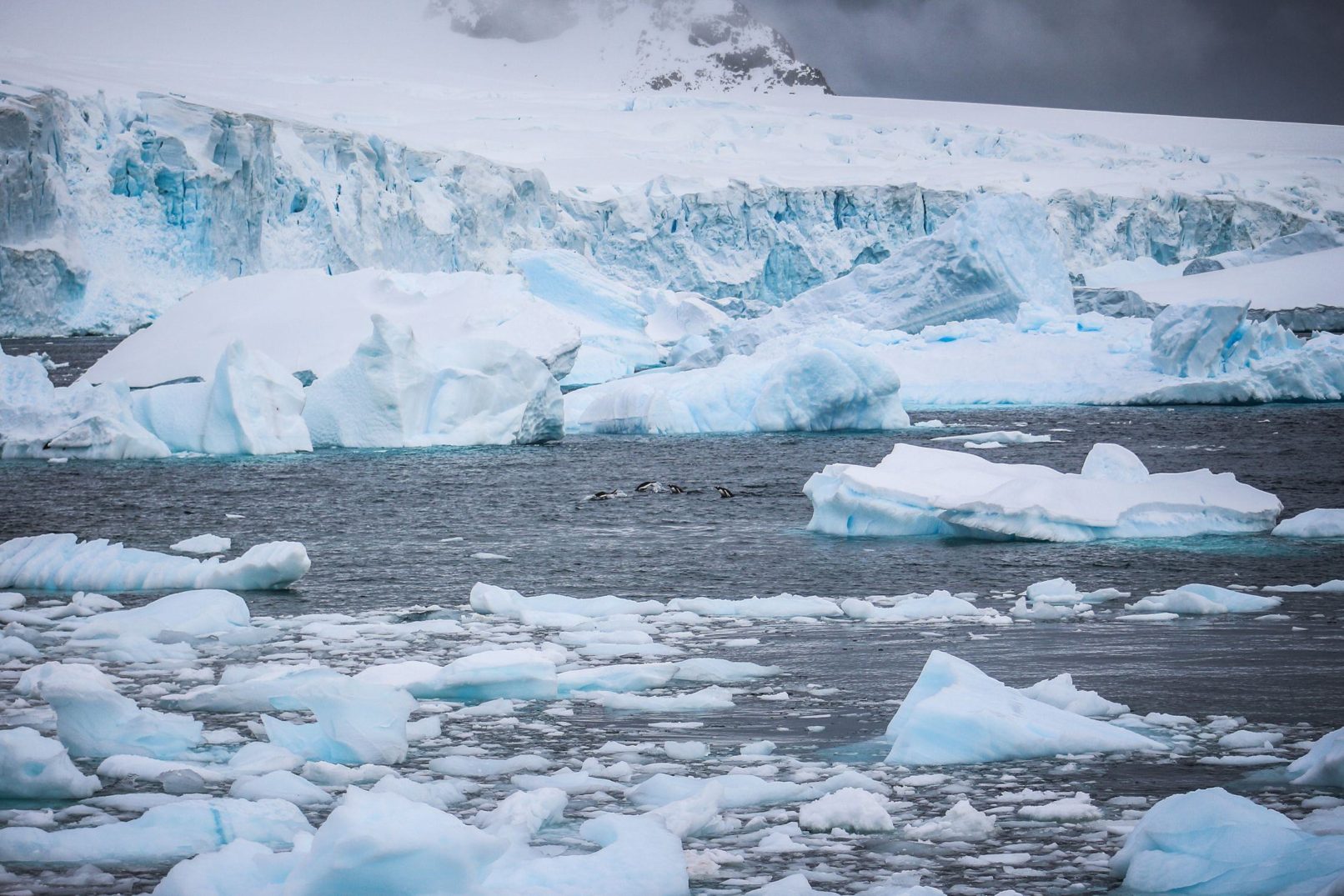 Glacier and Swimming Penguins