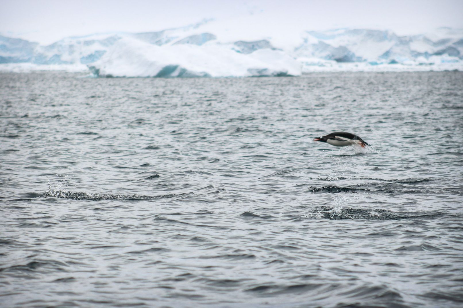 Penguin Catching Air