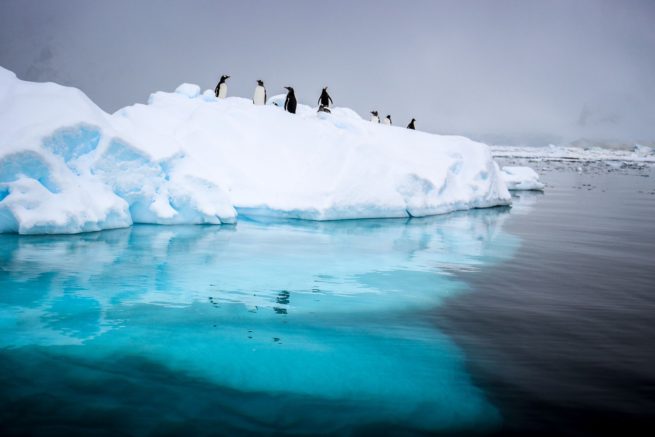 Penguins on Iceberg
