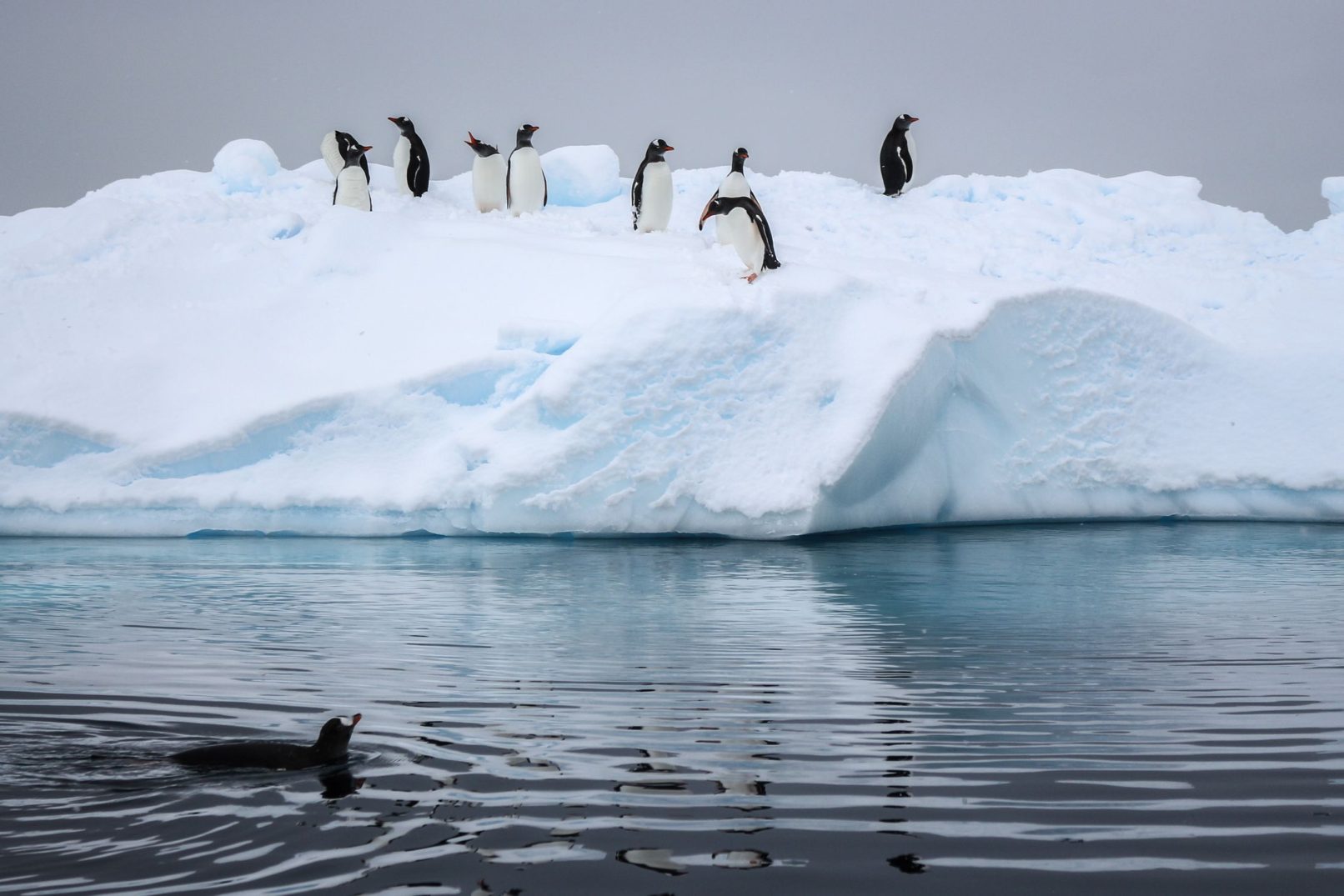 Penguin Swimming By