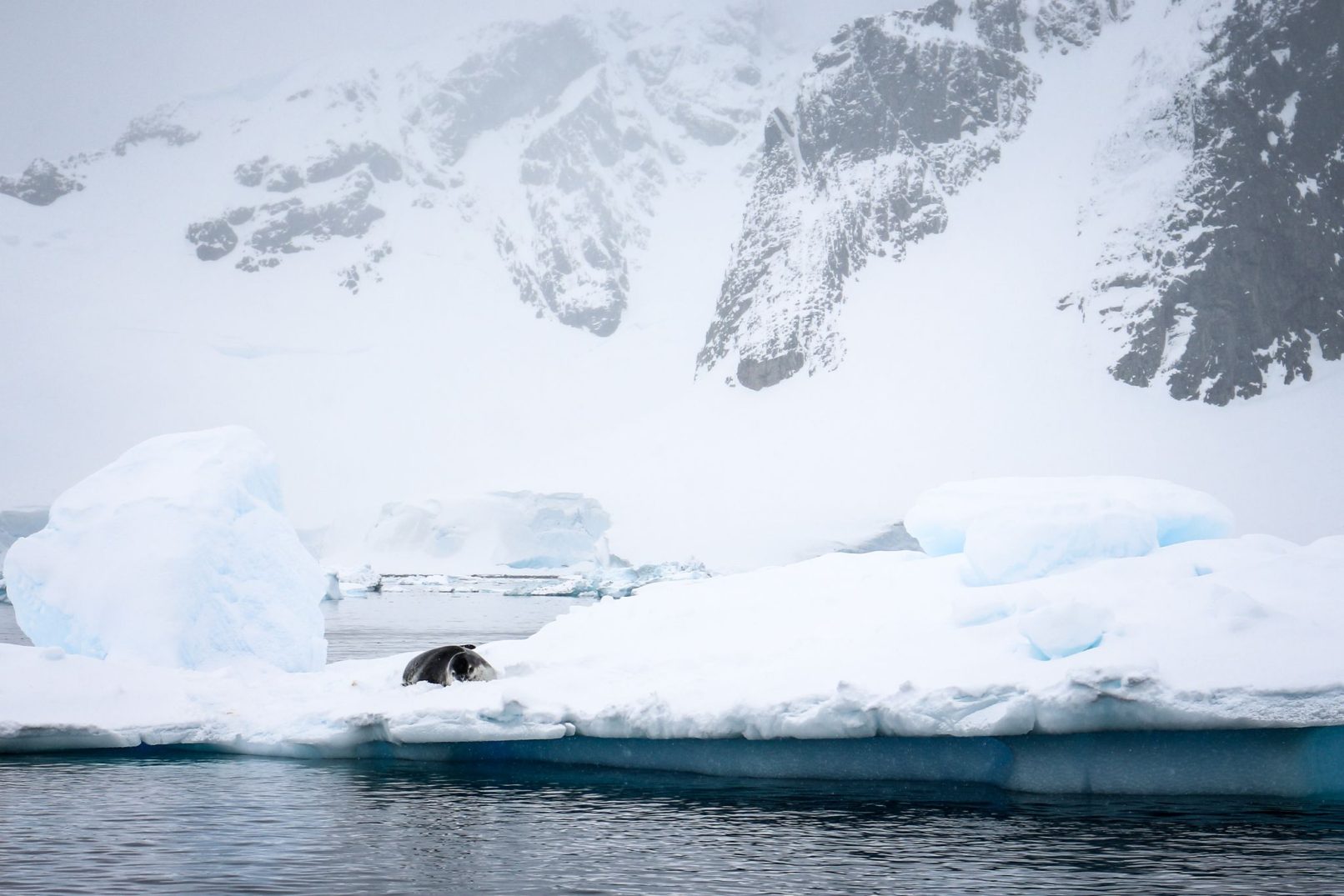 Seal on Iceberg