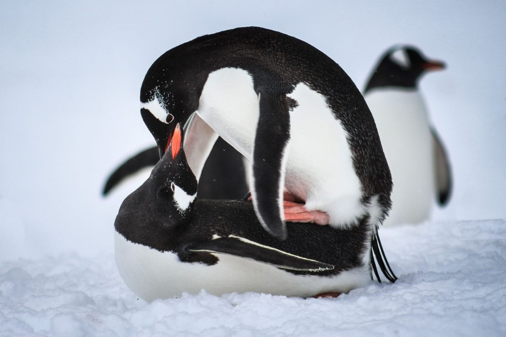 Gentoos Mating