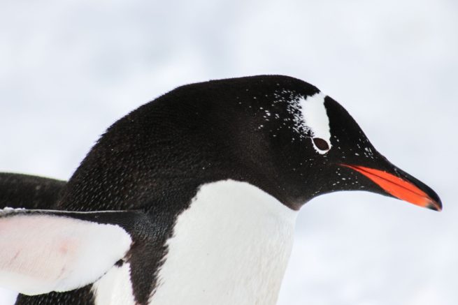 Gentoo Close Up