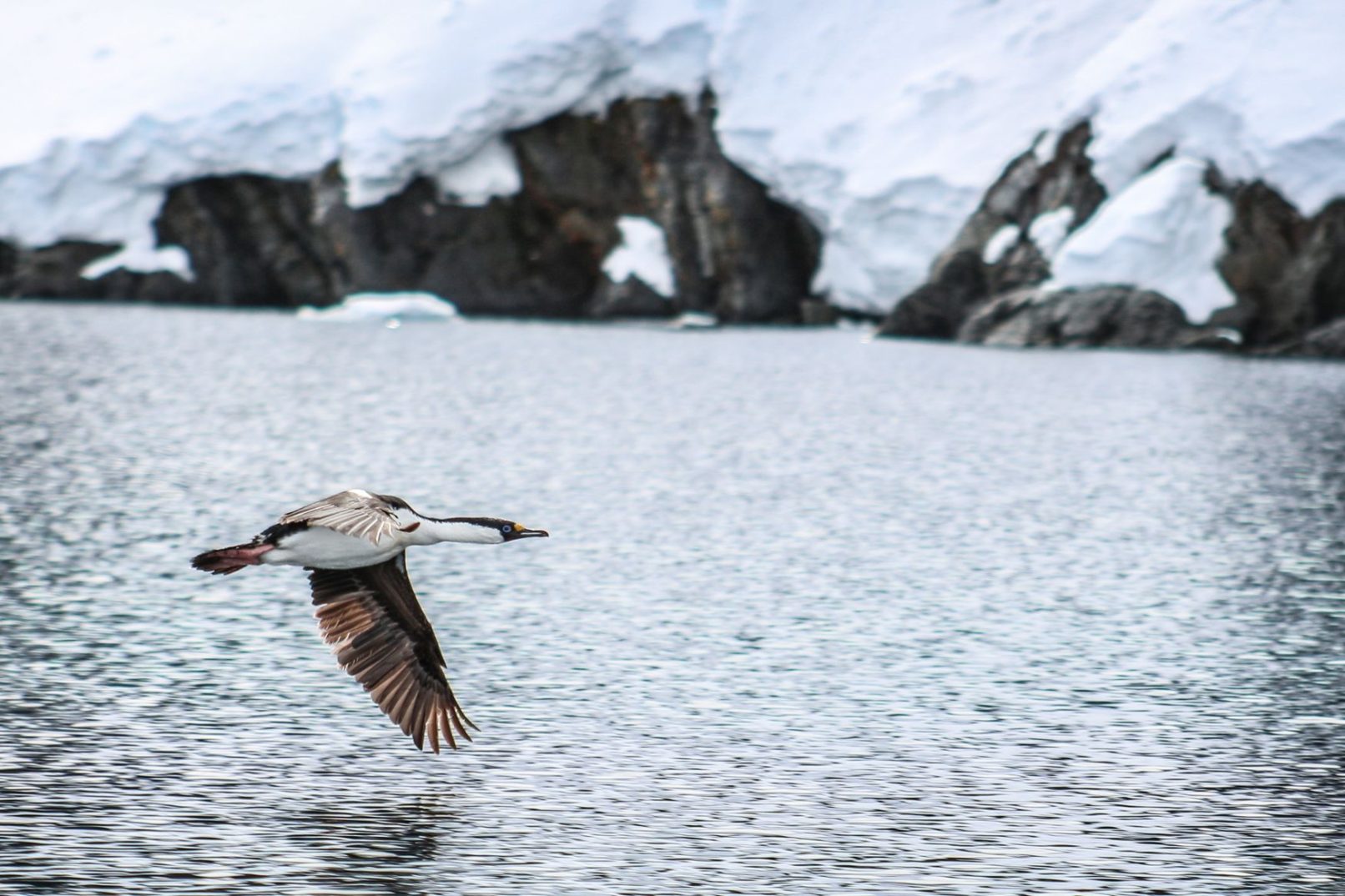 Imperial Shag